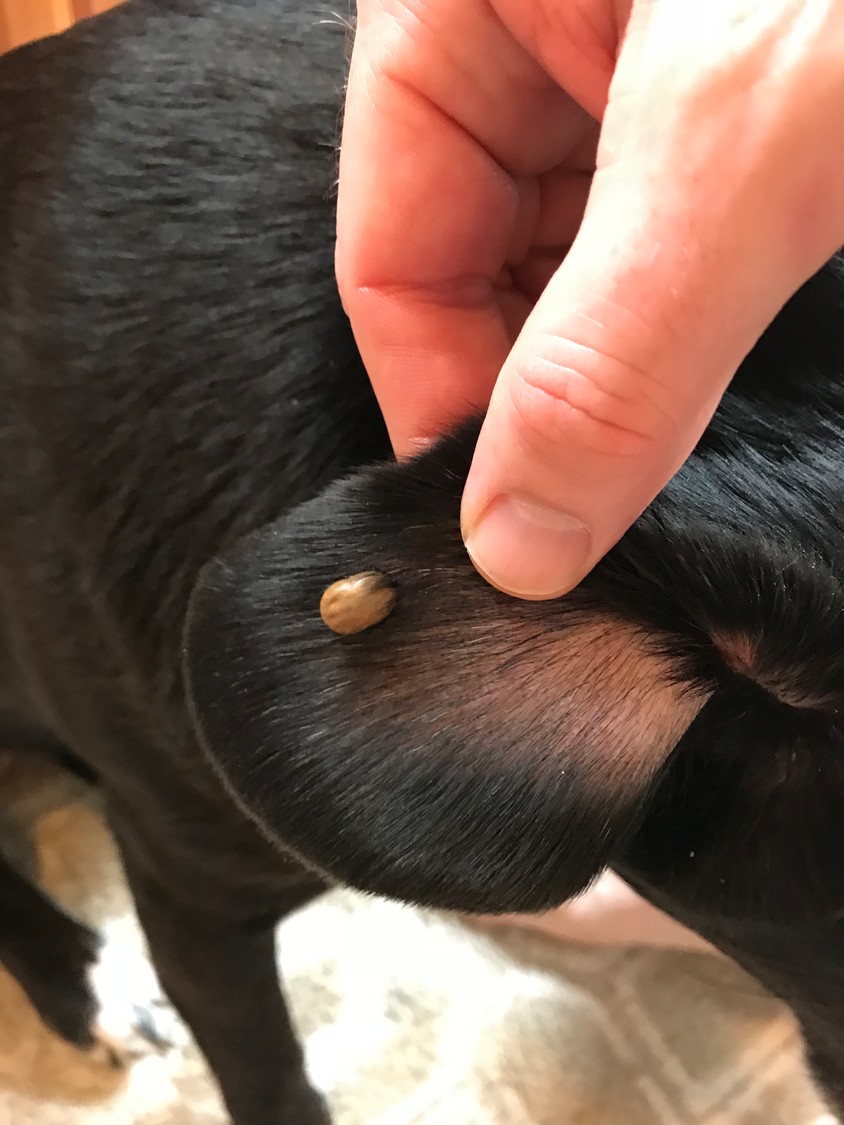 Wantagh dog contracts Lyme Disease from tick bite | Herald ...