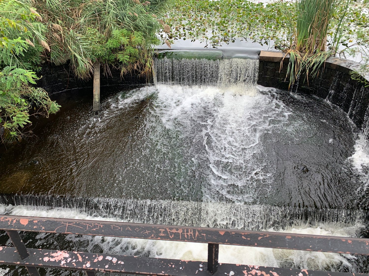 The dam at the end of Bellmore Creek blocks Herring from spawning in Mill Pond. The Fish Passage Project will likely install a ladder or man-made channel to help them pass.