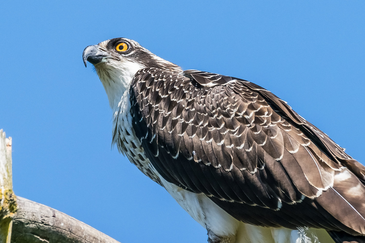 Pseg osprey cam