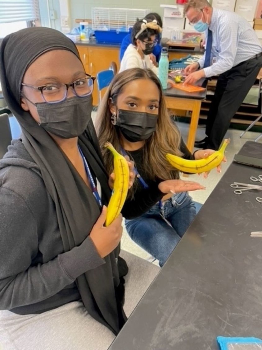 Valley Stream Central High School AP Bio students Zakkiyya Fraser, left, and Alicia Lall in teacher Patrick Tirino’s class showed off the bananas they sutured as part of a special lesson in medicine this month.