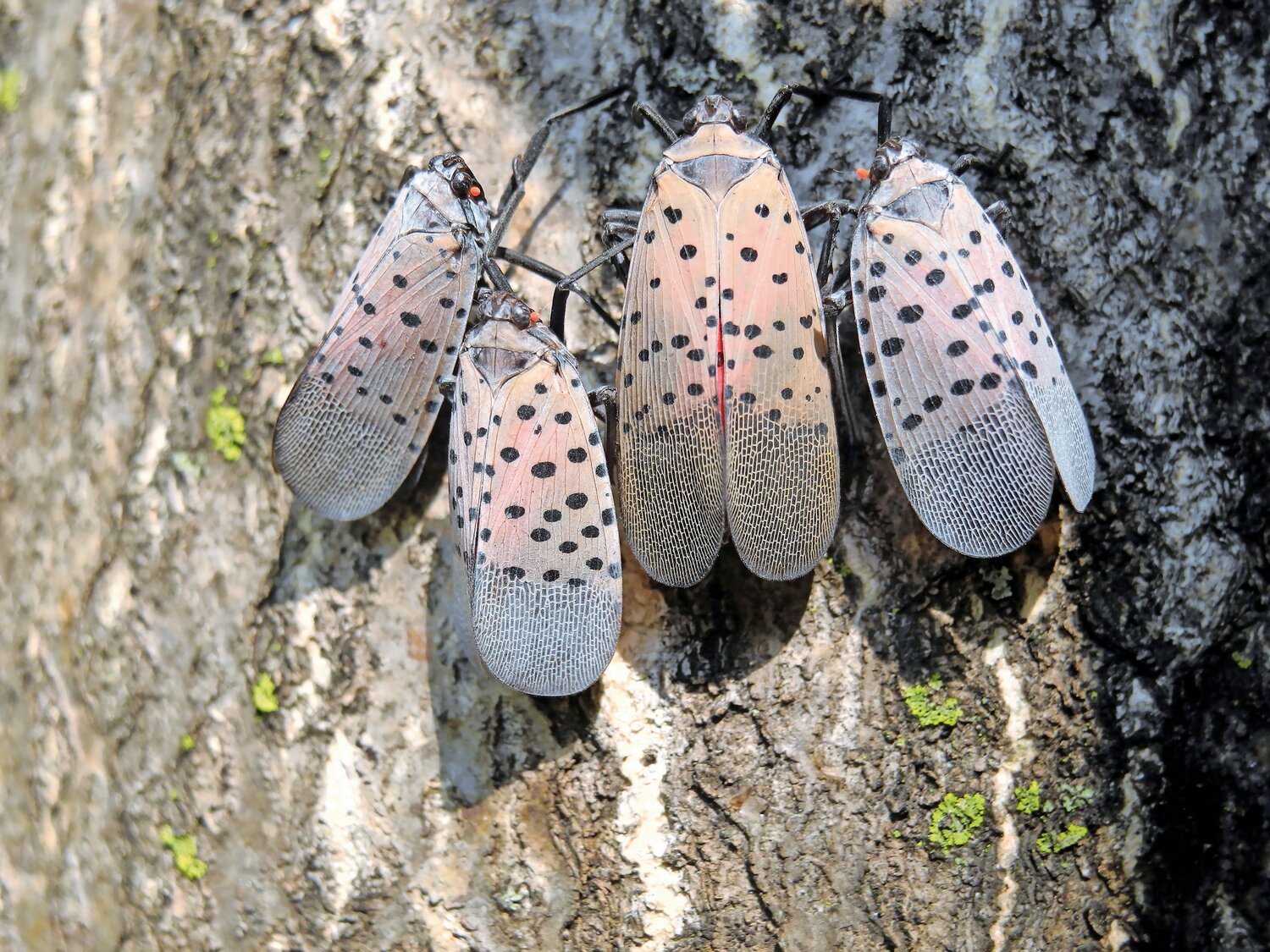 Spotted lanternflies cause a buzz in Sea Cliff - Vimarsana News