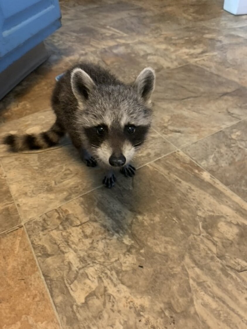Raccoon distemper at all-time high in Nassau County according to local experts - Vimarsana News