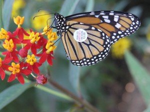 tagged monarch feeding on silky red milkweedP9103171_JWinkelman