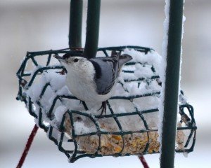Birds in Winter 05