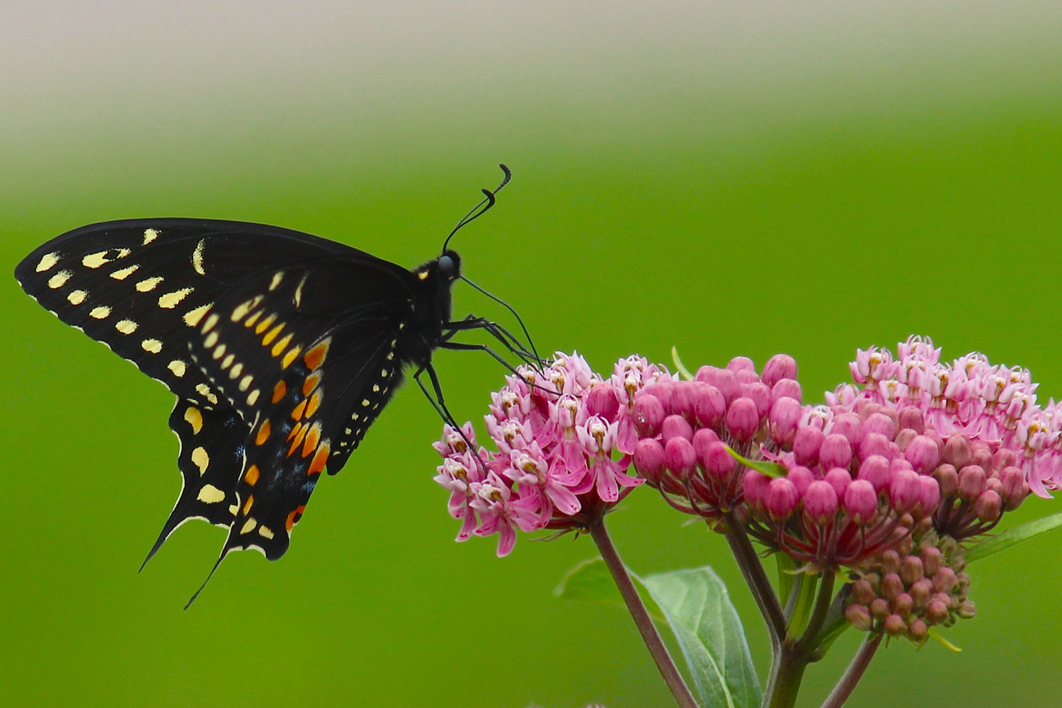Black swallowtail drinking nectar from a swamp milkweed.