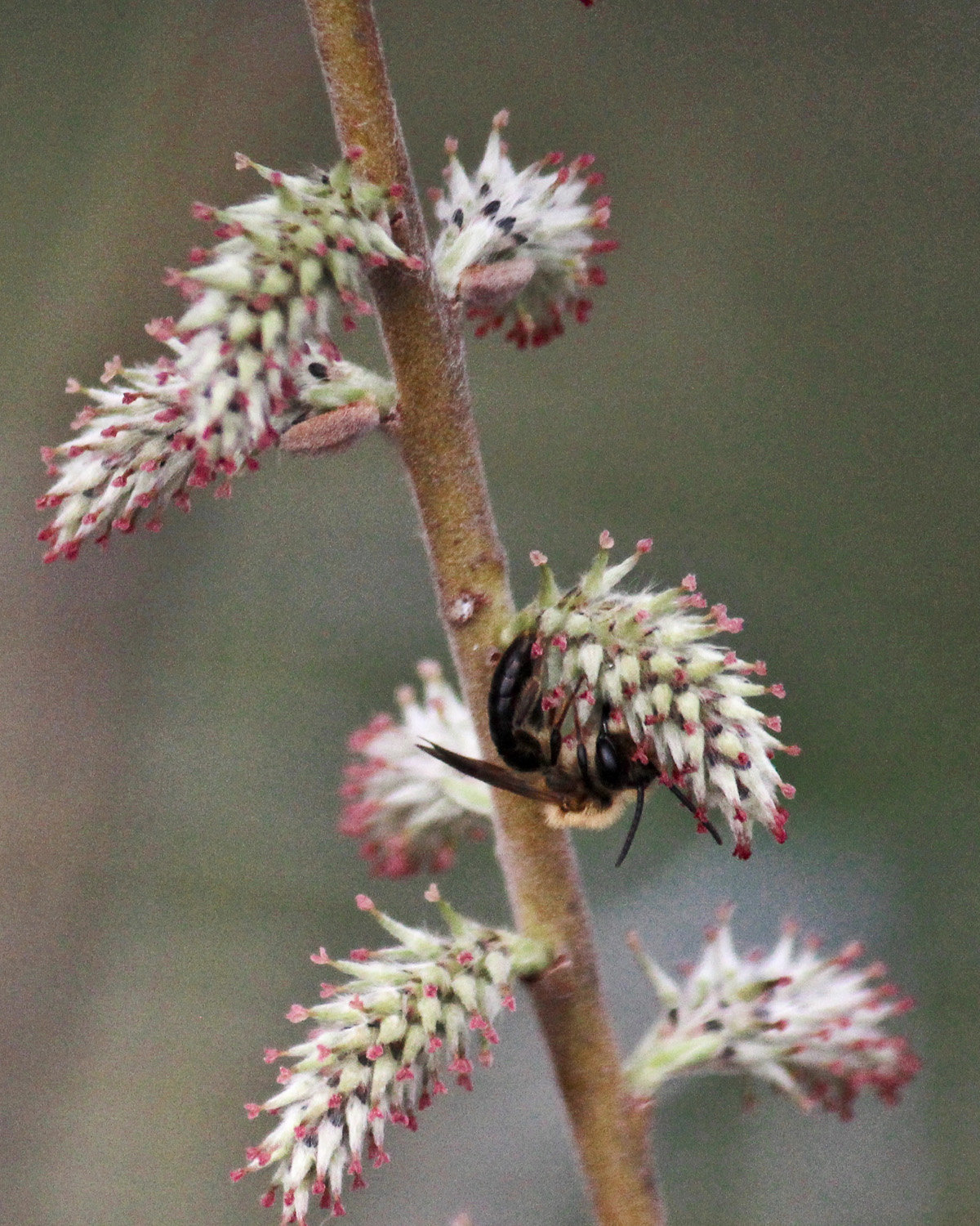 Wild bee feeds on a prairie willow blossom in early April.