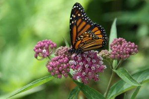 monarch on rose milkweed