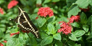 Butterfly House 14