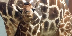 baby-giraffe_original