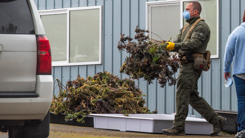 Police officers remove plants from a structure in the 100 block of Carroll Way off Frogner Road in April 2022 in Chehalis following the arrest of one individual.