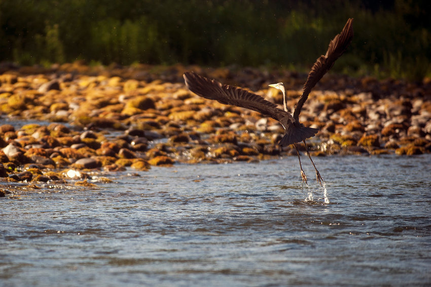 A Great Blue Heron takes off from the Cowlitz River on the morning of Monday, June 15, 2015.