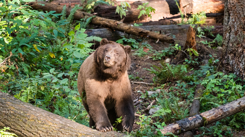 A grizzly bear steps into the sun at Northwest Trek in rural Pierce County.