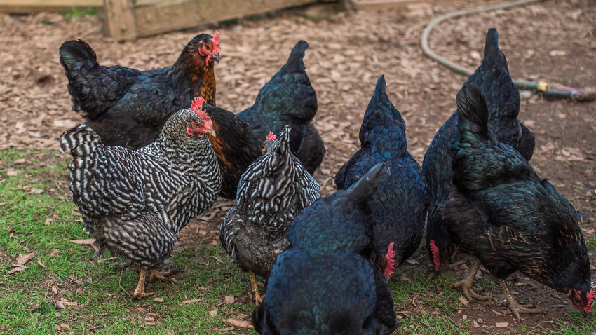 Hens peck through dirt west of Chehalis.