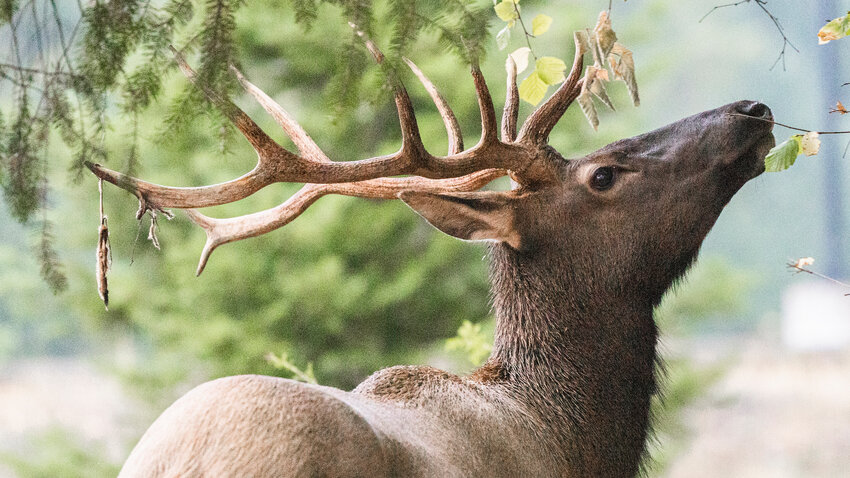 A large bull elk munches on vegetation in Packwood on Thursday evening in the rain.