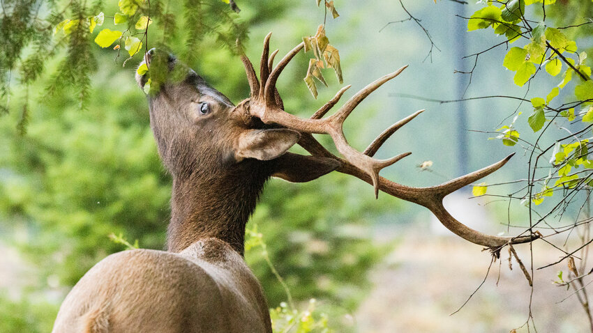 A bull elk that has shed his velvet gets leaves and twigs caught on his antlers on a rainy evening in Packwood in 2023.