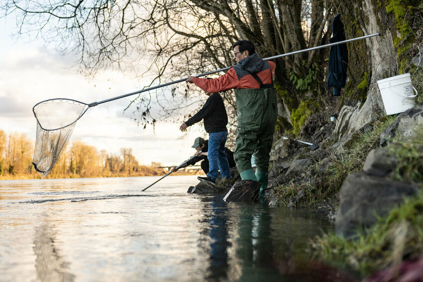 David Lee, from Portland, catches a smelt on the Cowlitz River near Longview on Tuesday, March 5, 2024.