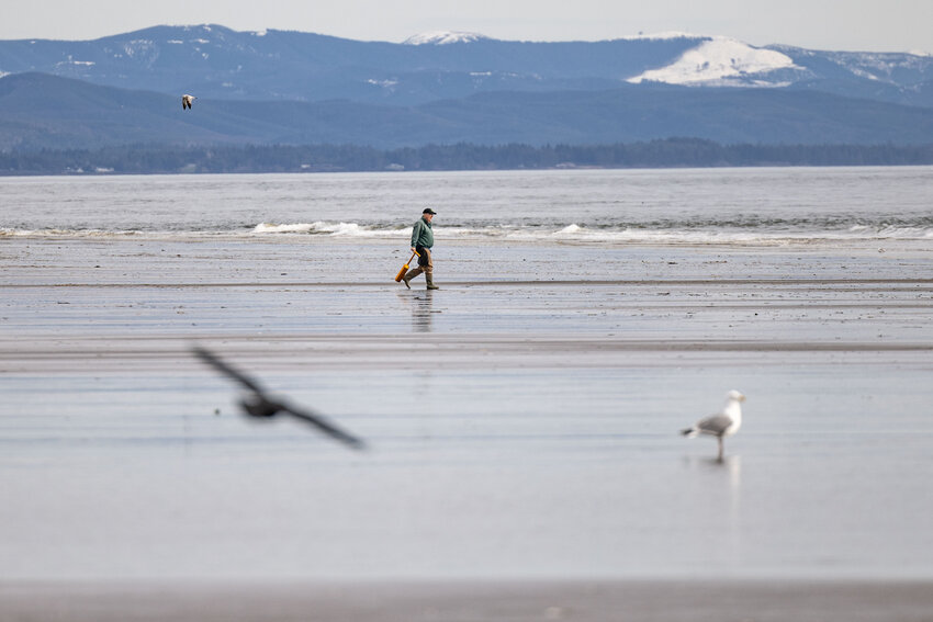 FILE PHOTO &mdash;&nbsp;A man walks with a clam gun at Grayland Beach on Friday, March 8, 2024.