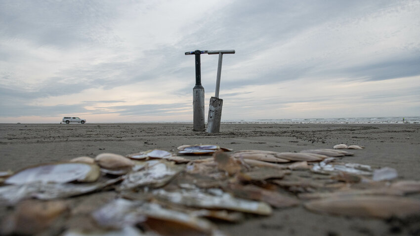 Clam guns stand behind a pile of shells during a razor clam dig at Grayland Beach on March 8, 2024.