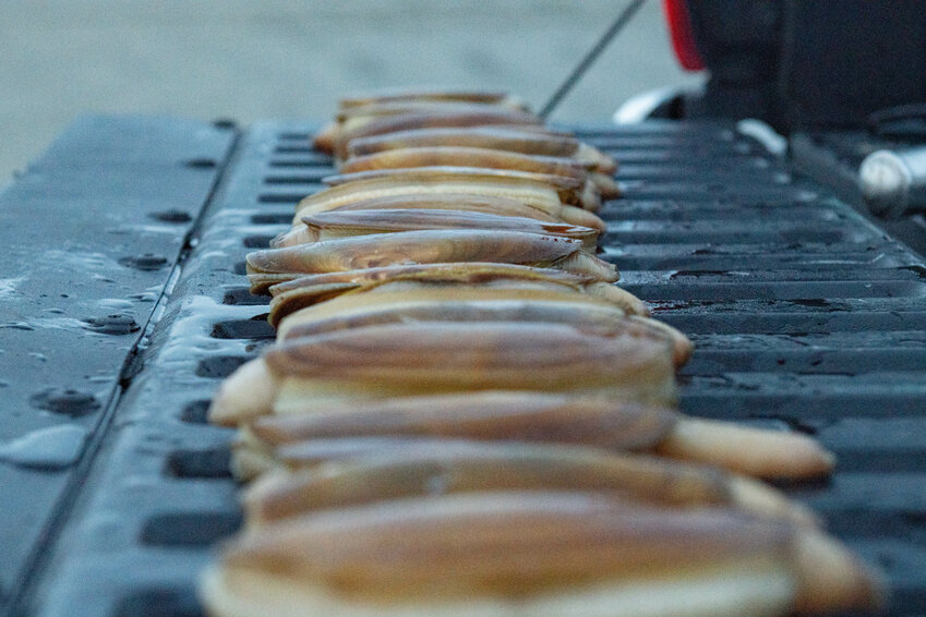 A line of clams are placed on a tailgate after being cleaned during a razor clam dig at the Grayland Beach on March 8, 2024.