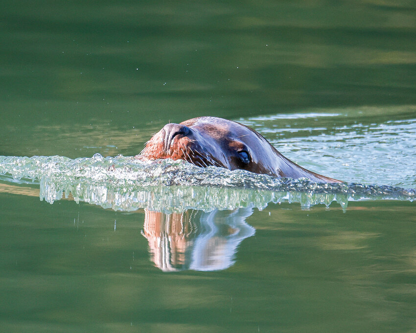 A sea lion is pictured in the Lewis River.