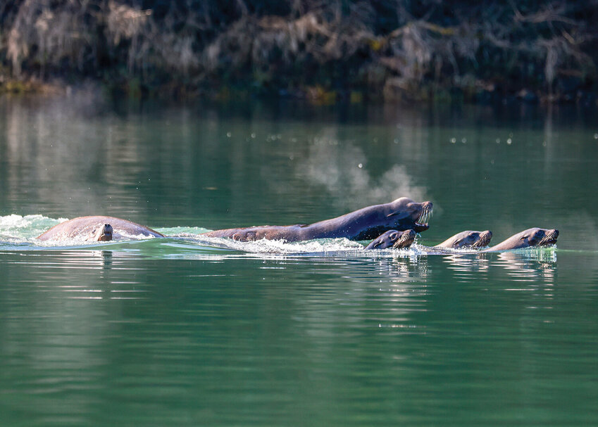 The number of salmon killed by birds, seals and sea lions is an obstacle to salmon recovery. Here sea lions swim in the Cowlitz River.