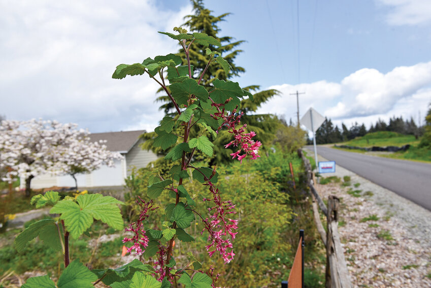 Red flowering currant is a native flower that blooms in the spring.