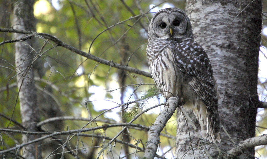 A barred owl rests in a tree in the Cascade Mountains in the state of Washington. Federal wildlife managers have decided to kill invasive barred owls in the Pacific Northwest that threaten native spotted owls with extinction. (Dreamstime/TNS)