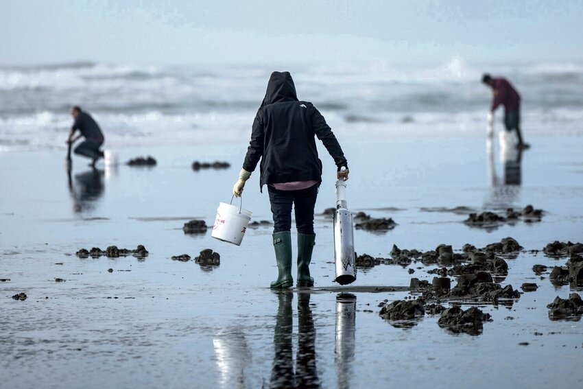 A woman searches for razor clams at Grayland Beach on Friday, March 8, 2024.