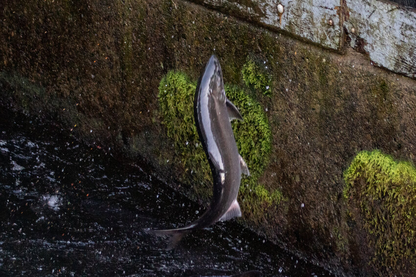 A salmon launches itself out of the water at the Cowlitz Salmon Hatchery's adult collection facility on Sunday, Sept. 29 in Salkum.