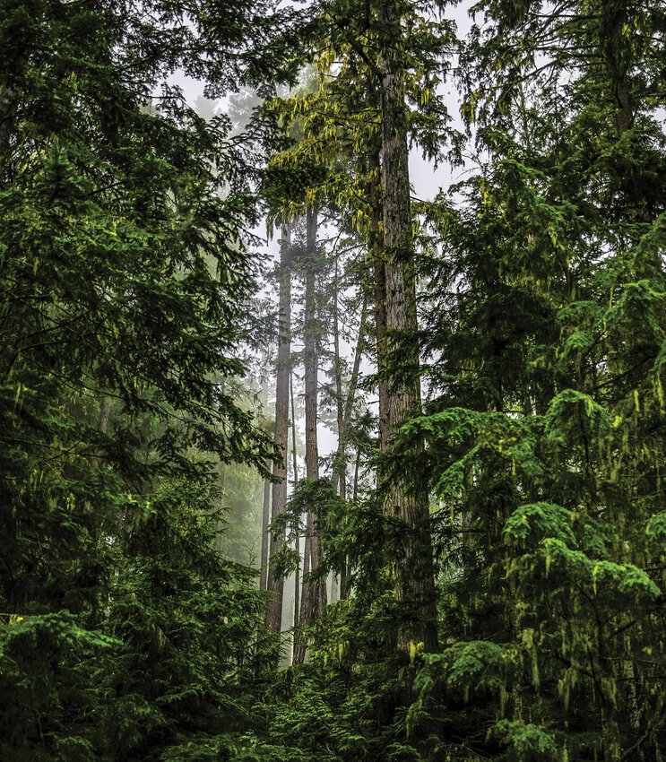 The Friends of Clark County organization has taken a stand against the Dabbler timber sale, which consists of legacy forest timber, a step below old growth, similar to this stand of trees near the Olympic National Park.