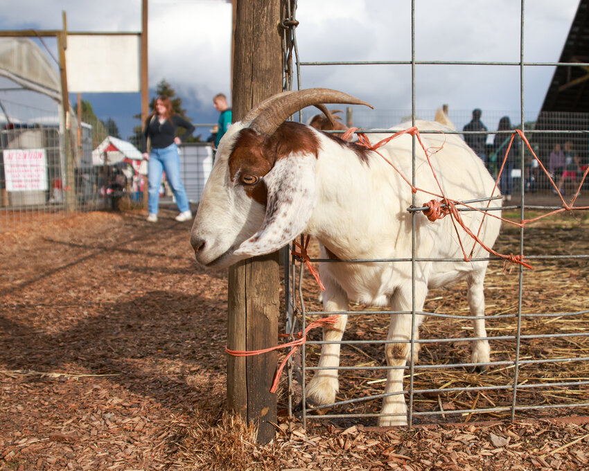 Photo Caption