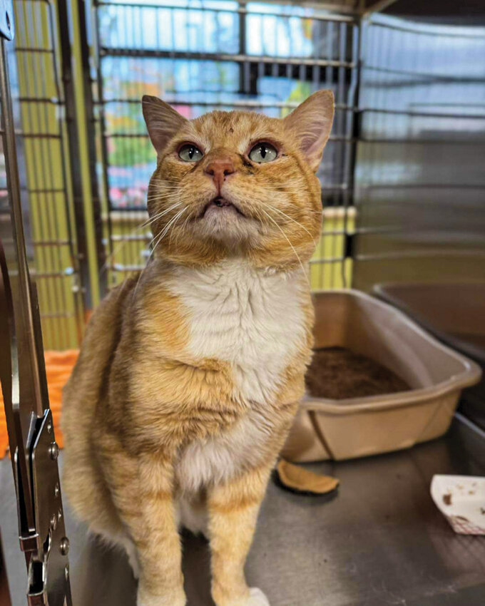 The Humane Society for Southwest Washington plans to acquire the Humane Society of Cowlitz County in Longview. The acquisition will help expand its resources, services and adoptable pets to a broader area of both Clark and Cowlitz counties.