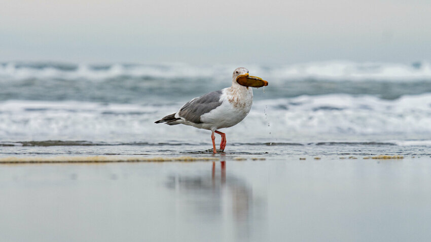 A seagull walks off with a freshly caught clam during a razor clam dig at Grayland Beach on March 8, 2024.