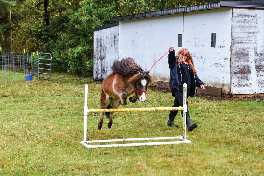 Mystical, who once competed in Northwest Miniature Horse Club shows, demonstrates his jumping skills. At 3 years old, Pearl is still learning the ropes.