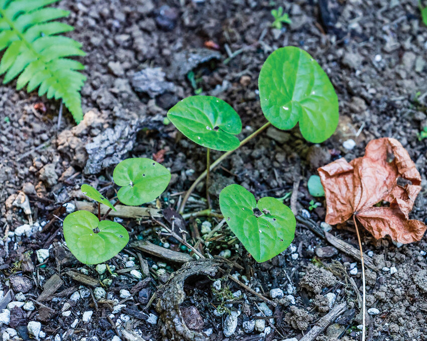 Wild ginger purchased at the 2024 Clark Conservation District plant sale thrives during the summer in a backyard habitat.