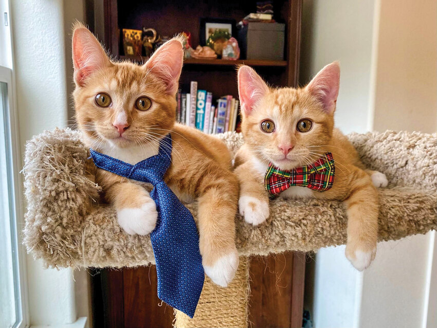 Community members may donate cat supplies to Furry Friends at various business locations across Clark County from Friday, Nov. 29, until Monday, Jan. 2, 2025.