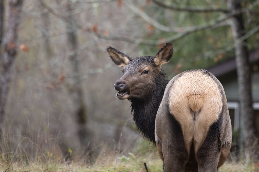 An elk looks back as it grazes in Packwood on Tuesday, Nov. 19.