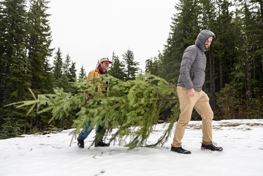 Kody Christen and Mitchell Roland carry a Christmas tree to a car in the Gifford Pinchot National Forest on Sunday, Nov. 24.