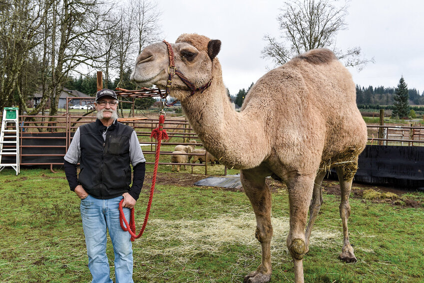 Jeff Siebert and Curly the Camel stand in front of the site where Siebert is building a new nativity display at Nativity Ridge Farm. The project will bring his cherished holiday tradition home, creating a welcoming space for neighbors and visitors to gather.