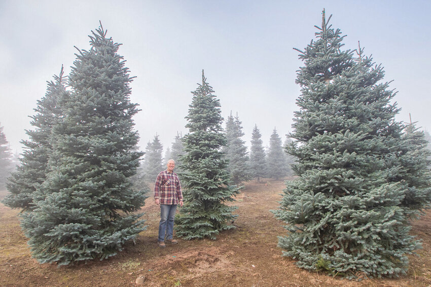 Christmas Hills Tree Farm owner John Burton stands amidst 15-foot tall Burton blue noble fir trees, a tree in which his farm specializes in, at the farm in Mossyrock on Tuesday, Dec. 3.