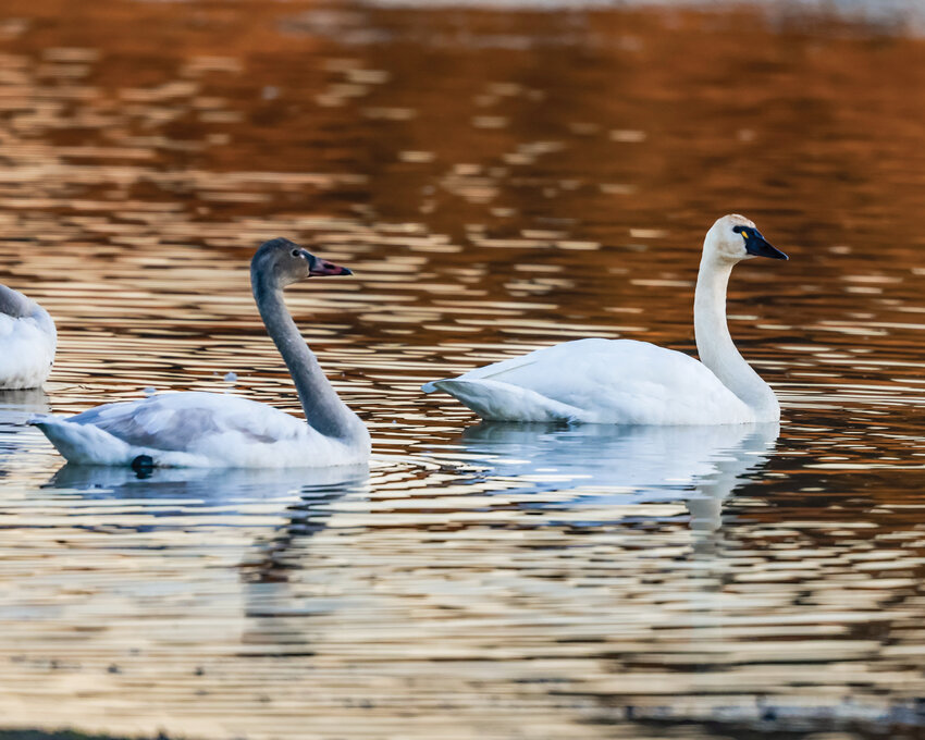 Swan species abound during the holiday season at area waters, including the lakes of the Ridgefield National Wildlife Refuge as seen on Monday, Dec. 9.