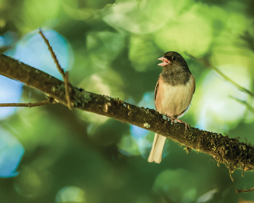 An Oregon dark-eyed junco perches above a Clark County backyard habitat, watching over its nest on the ground, last July.