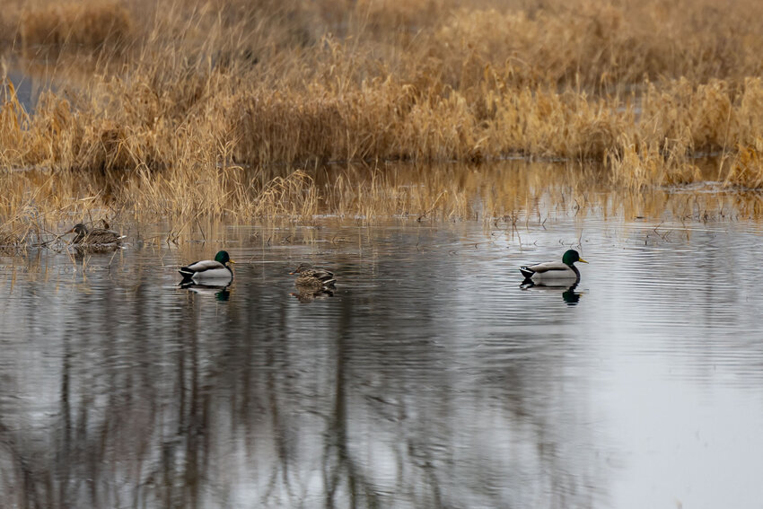 Ducks swim at the Billy Frank Jr. Nisqually National Wildlife Refuge on Thursday, Jan. 2.