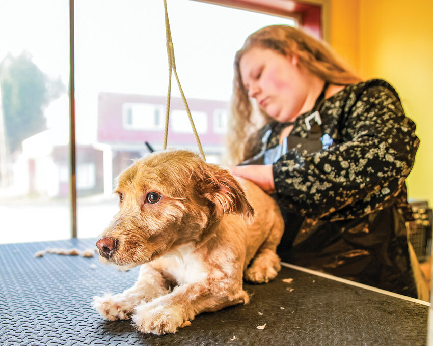 Katie Boettcher cuts a dog&rsquo;s fur at Bobby&rsquo;s Bubbles Pet Grooming in Brush Prairie on Thursday, Jan. 23.