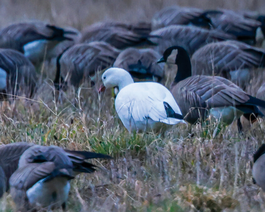 Ross' Goose