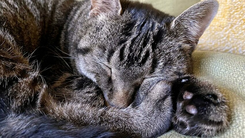 Cats, either domestic or wild, are especially susceptible to the deadly bird flu virus. (Photo by Matt Vasilogambros/Stateline)