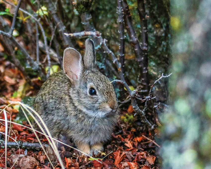 A wild rabbit is seen in Park County, Montana, in 2019.