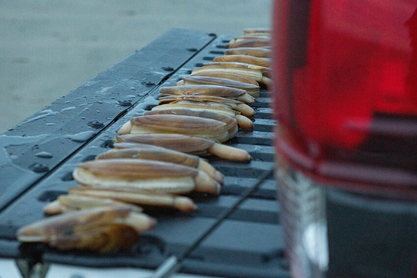 A line of clams are placed on a tailgate after being cleaned during a razor clam dig at Grayland Beach on March 8, 2024.