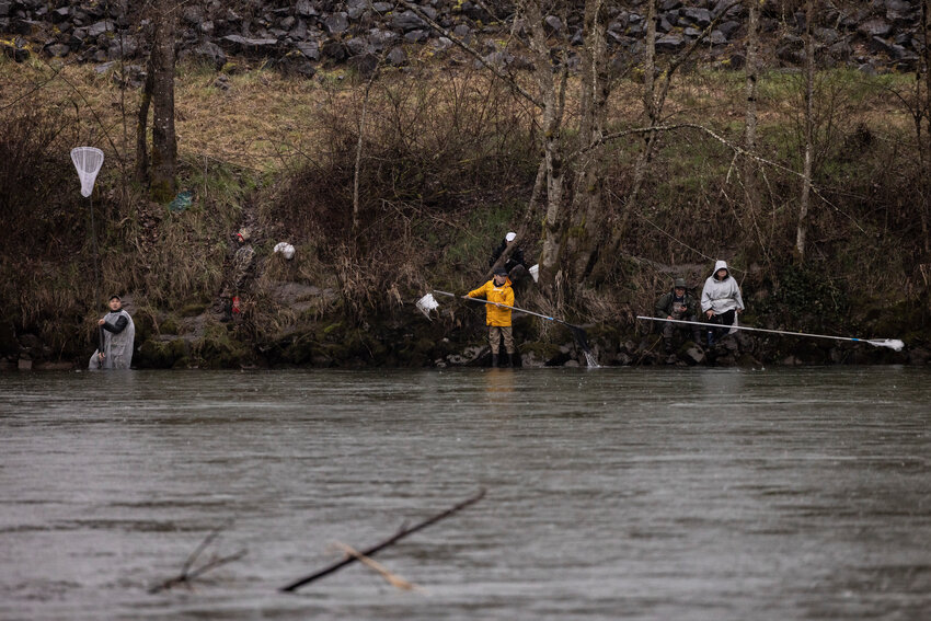 Smelt dippers line the banks of the Cowlitz River with empty nets due to a lack of smelt in the morning of Wednesday, March 12.