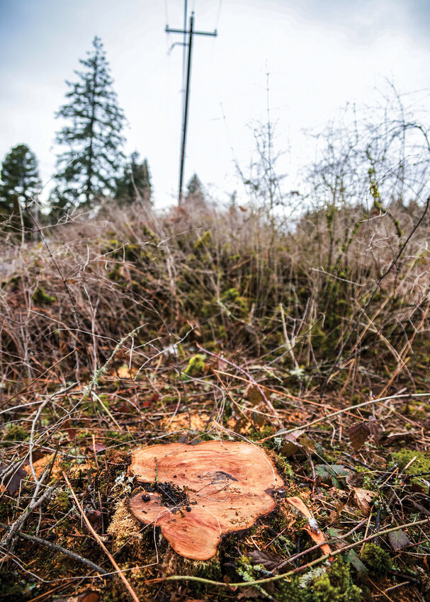 Brush Prairie resident Donna Aho came home to see trees in front of her property cut to the ground under utility lines rather than trimmed earlier this month.